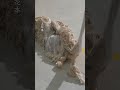 🪶Royal Ancient Craft|Making Precious Yunjin With Blue Peacock Feathers 🇨🇳