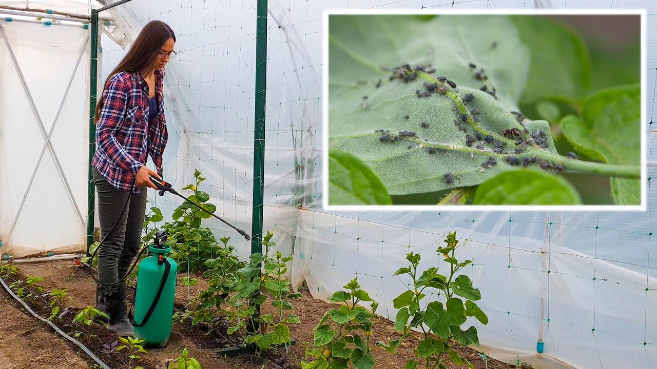 3 prirodna načina za suzbijanje biljnih vaši