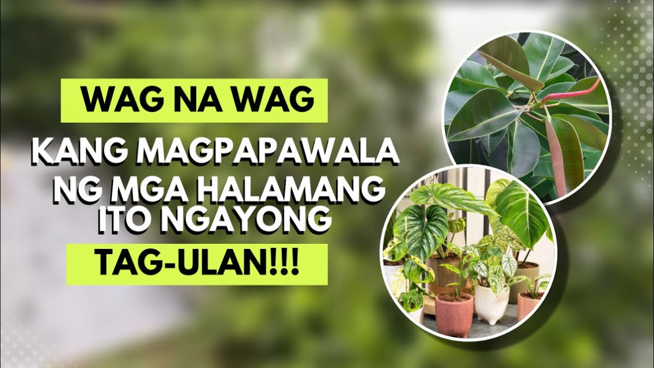 WAG NA WAG KANG MAGPAPAWALA NG MGA HALAMANG ITO NGAYONG TAG-ULAN!