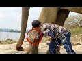 Leg abscess popped from elephant suffering alone in an island  brave officers were there to treat