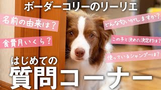 [前編] ボーダーコリーのリーリエ はじめての質問コーナー回答編 第一弾