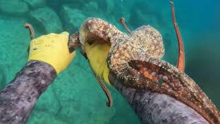 Octopus Fishing: Small Hole, Big Octopus in 1 meter