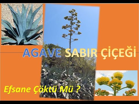 Video: Yuka nedir? yucca'nın anavatanı. Büyüyen yucca çeşitleri, tanımı ve özellikleri