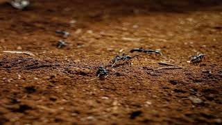 Nelix  Washa original Mix