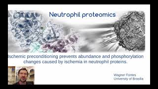 Ischemic preconditioning prevents protein changes caused by ischemia in neutrophils.