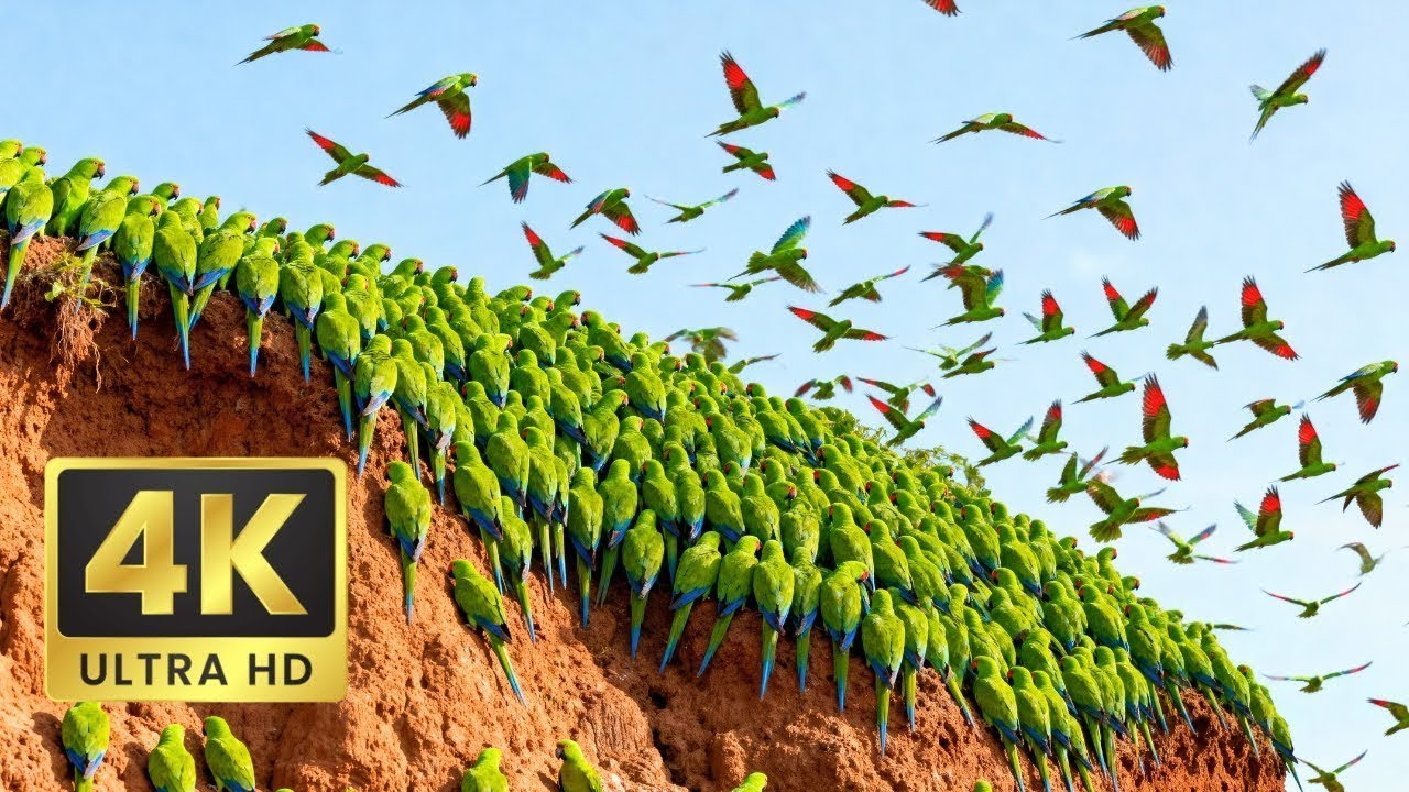 Relaxing Walk in the Amazon: The River's Edge - Macaw Clay Licks & Jaguar Beach