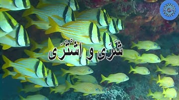 كلمات القرآن الكريم _ الفهم الصحيح  (الفرق بين شرى و اشترى)