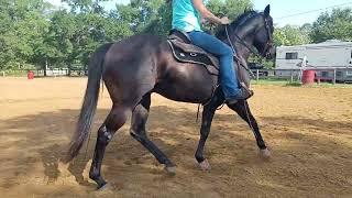 Rate work transitions, big and small circles- trot to jog, 2 hand to 1 hand