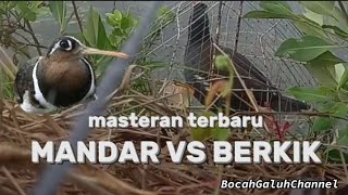 MASTERAN BURUNG MANDAR SAWAH VS BERKIK TERBARU||MOORHEN BIRD||GALLINULA CHLOROPHUS.