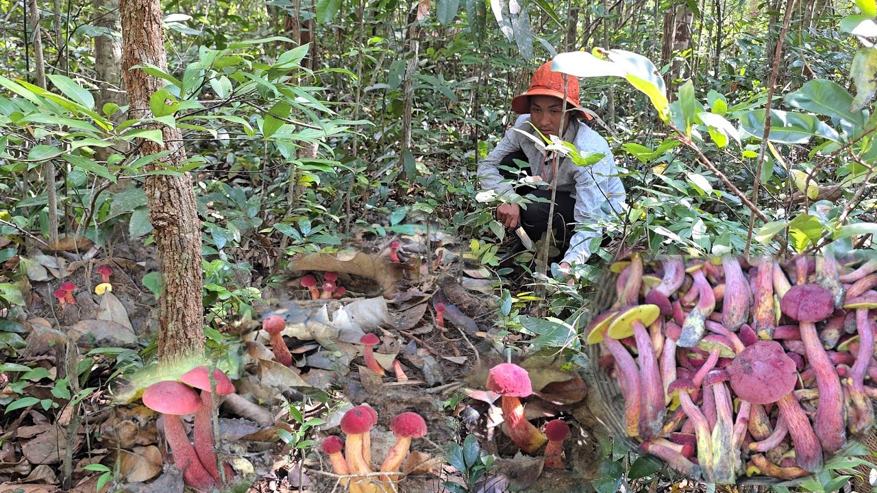 ดีใจตื่นเต้น!! เก็บเห็ดแดงดอกใหญ่ๆขาสวยๆ 7 มีนาคม 2569ครับผม