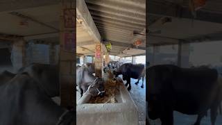 Download Lagu જાફરાબાદી ભેસુ ના વિડિયો#જાફરાબાદી#તબેલો#jafarabadi#tabelo#baffalo#ભેંસ#ભેસુલેવેચ#આભેસુવેચવાનીછે. MP3