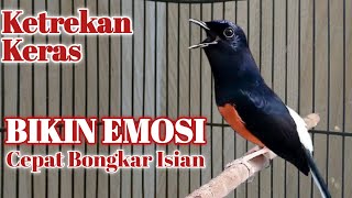 KETREKAN KERAS PEMANCING EMOSI | PANCINGAN MURAI BATU DONGKRAK EMOSI AGAR LEKAS BONGKAR MATERI