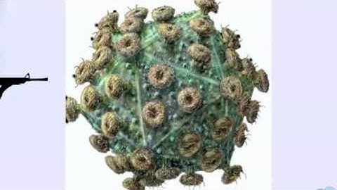MB354 Coevolution of Host and Pathogen