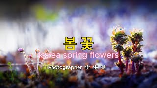 2024 봄꽃 야생화 (korea spring flowers)  4k  Photographer  李  洪  相