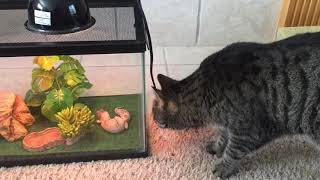Cat and gecko epic fight