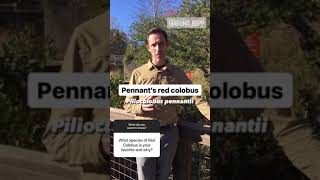 Famous Ask An Expert: Drew Cronin, Associate Curator of International Conservation - Red Colobus Monkeys Profile