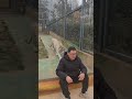 Unbelievable Photographed in front of a tiger.#shortsvideo