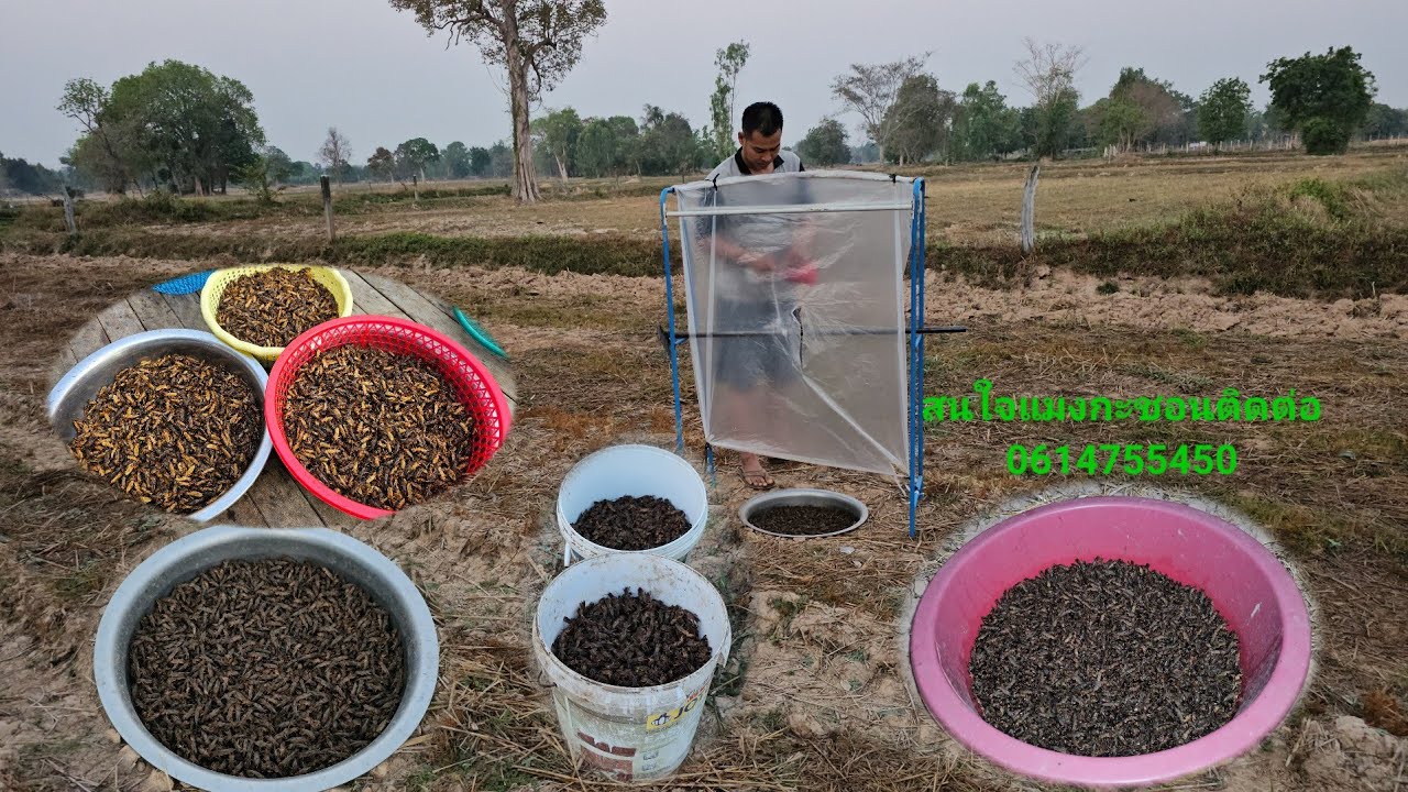 อลังการอีกแล้ววันนี้หมานๆกำลังไข่เลยจ้าตักแบบหม่วน/22 กุมภาพันธ์ ค.ศ. 2026