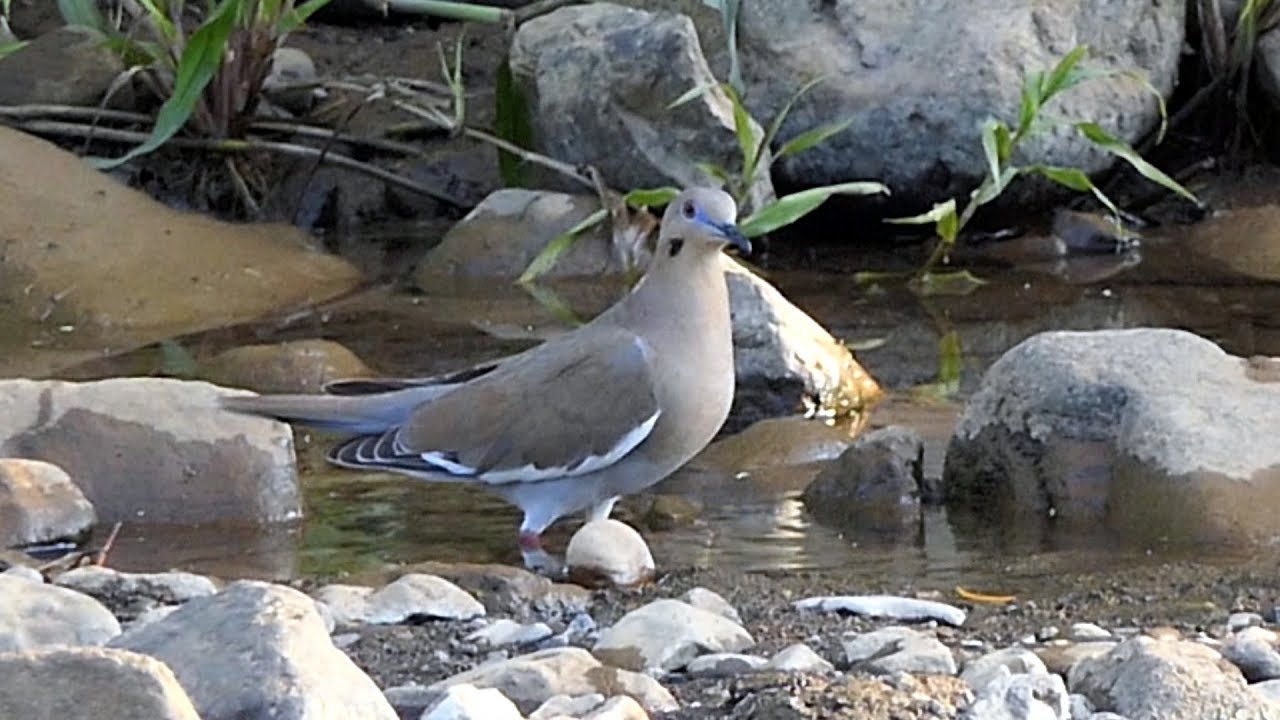 White-winged Dove in Costa Rica 