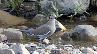 White-winged Dove in Costa Rica