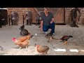 En esta Finca Consegui Huevos para una Nueva Raza de Gallinas // 🐔🌳🐎🥚