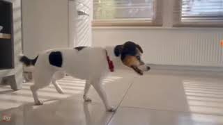 Quest Red Dog Ident 2017.