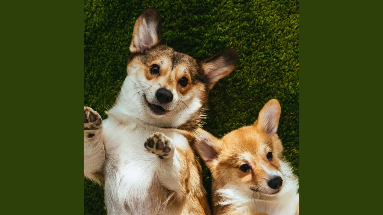 Gentle Dog Calm Melodies