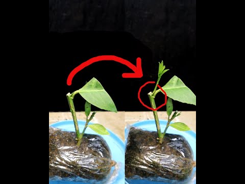 Growing citrus tree from cutting #realtime #timelapse #timelapsevideo #grafting