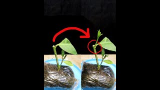 Growing citrus tree from cutting #realtime #timelapse #timelapsevideo #grafting