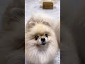 箱がどんどん小さくなったらどんな反応するのかやってみた‼️ #dog