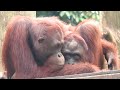 Cuddly Orangutans Having the Coziest Day / 仲良くぴったり寄り添いあうオランウータン
