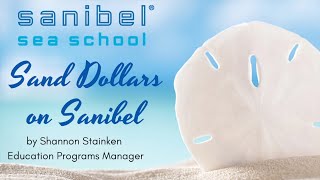 Sand Dollars on Sanibel