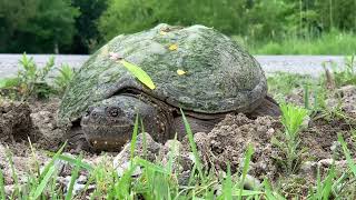 Giant Snapping Turtle Laying Eggs by AmaNature Video 744 views 1 year ago 1 minute