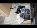 猫部屋ライブ楽しくワイワイ