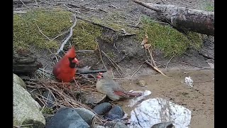 Cardinal Courtship & Mating