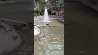 Kuğulu Park, Ankara, Siyah Kuğu