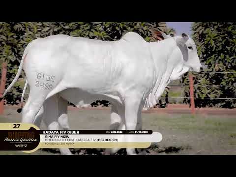 LOTE 27   HALINA FIV GIBER   GIBE 2499   HADAYA FIV GIBER   GIBE 2523 zap 1