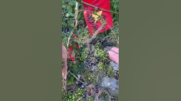 De johannesbroodboom en zijn vruchten lijken op de johannesbroodboom. #covenduongvlogs #tuin #johannesbroodboom #bonsai #kostbare medicinale planten