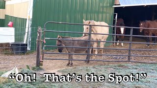 Horse grooms Donkey