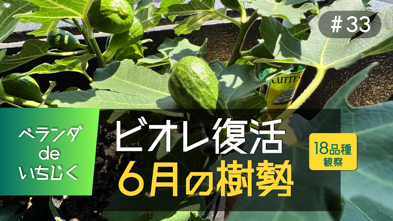 6月のイチジク18品種｜その圧倒的な成長期を記録検証します！＃33
