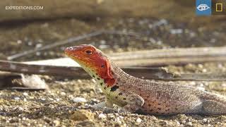 Lava Lizards | Galápagos | Lindblad Expeditions-National Geographic