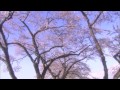 Yozakura (Blooming cherry-trees) - 1/4