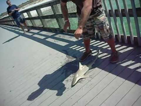Pier Shark Fishing Panama City Beach St Andrews You Pier Shark Fishing Panama City Beach St Andrews