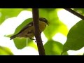 Avistamiento de Pájaros, una actividad Turística y Ecológica - TvAgro por Juan Gonzalo Angel