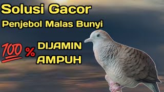 Perkutut lokal gacor suara besar respon cepat langsung nyaut 100% super ampuh !!