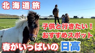 【北海道旅】絶対行きたい春の日高旅はこれで決まり静内二十間道路桜並木|道の駅サラブレッドロード新冠|おひさま牧場