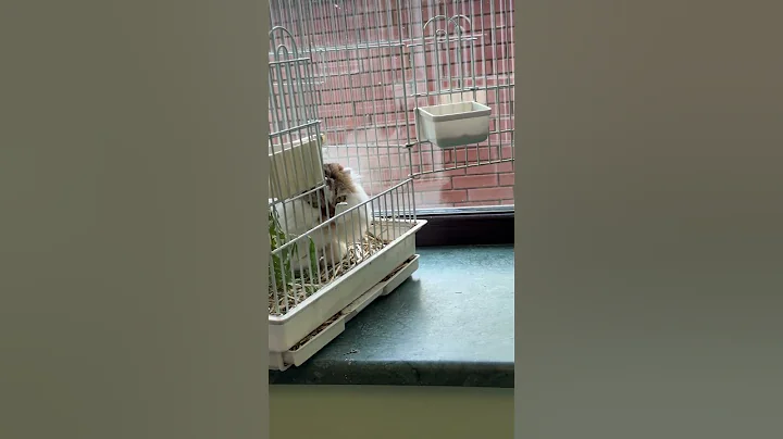 Video 8797001: exotic pets cat, cats funny pets animals, big cat pets, big house cats, exotic animals live