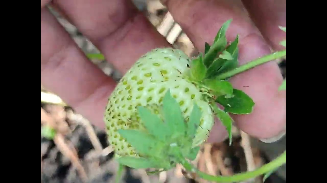 ՆԵՐՔԻՆ ՁԱՅՆՍ ԻՆՁ ՈՆՑ ՊԱՏԺԵՑ?