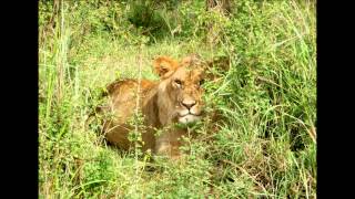 Jambo Kenya
