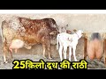 🏅Champion Rathi Cow 💥25किलो दूध की शानदार राठी गाय 📲7232040624